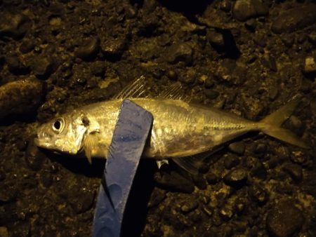 釣れないアジング